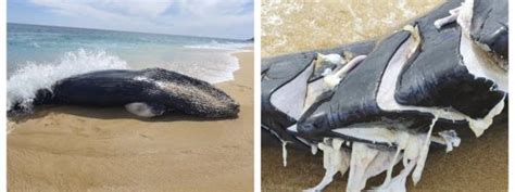 Investiga Profepa Muerte De Cría De Ballena Jorobada En Cabo San Lucas El Sol De Nayarit