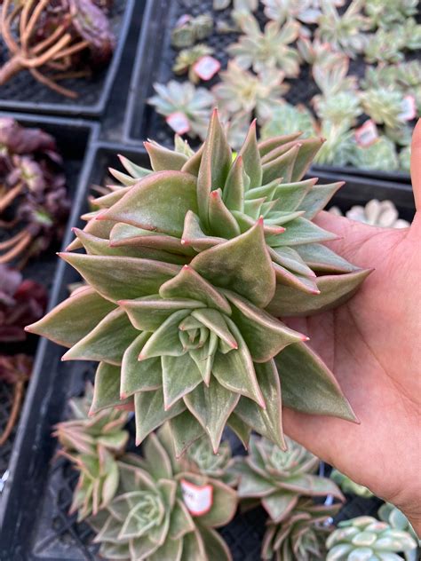 Echeveria Jade Star Cluster Gigante Tiajuanas Plants México