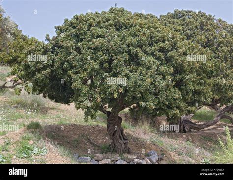 Mastic Tree Or Lentisc Grown As A Crop In Chios Pistacia Lentiscus