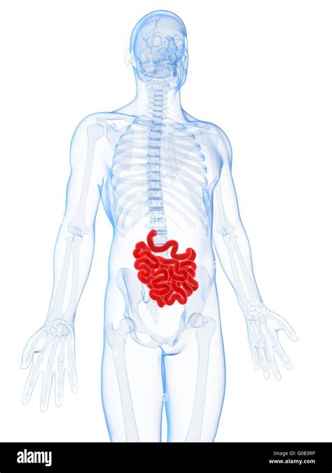 3d Rendered Illustration Of The Male Small Intestine Stock Photo Alamy