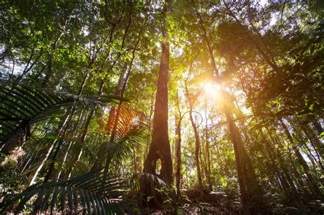 Premium Photo | Cairns rainforest