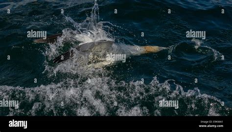 A Submerged Northern Gannet Sula Bassana Morus Bassanus After Diving