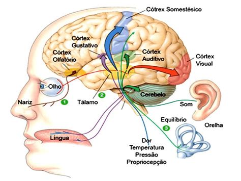 Sistema Sensorial O Que Defini O Principais Fun Es E Fisiologia