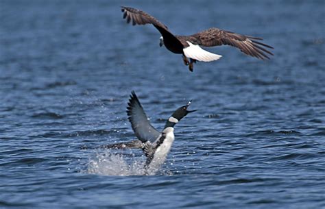 While bald eagles are apex predators, the common loon is quite capable ...