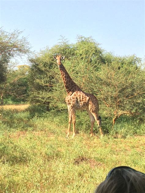 Top Places to Visit in Senegal for First-Time Visitors — The Scenic