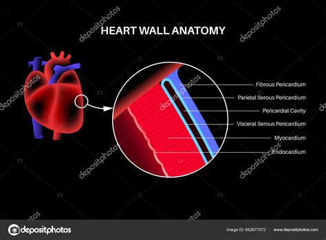 Heart Wall Anatomy Endocardium Myocardium Epicardium Scheme Pericardial