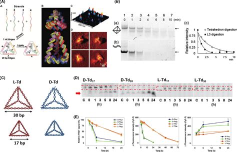 Tetrahedral Dna Nanostructures As Drug Delivery And Bioimaging Platforms In Cancer Therapy