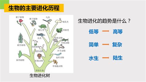 14生物的进化（第2课时 课件 13张ppt） 21世纪教育网