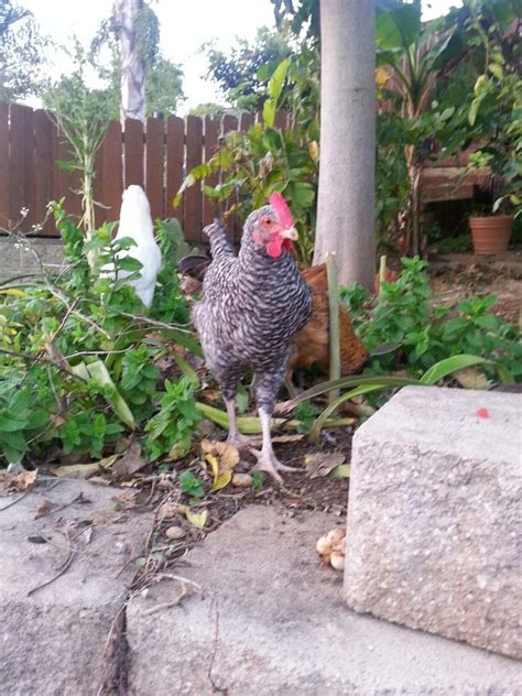 Need Help Sexing Cuckoo Maran Backyard Chickens Learn How To Raise Chickens