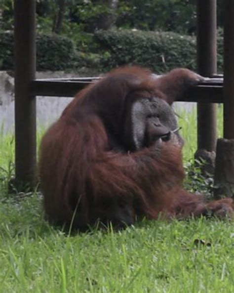 Orangutan Smokes Strewn Cigarette, Animal Rights Activisits Flip Out ...