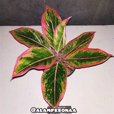 Jual Lipstik Pink Aglaonema Tanaman Hias Aglonema Lipstick Pink