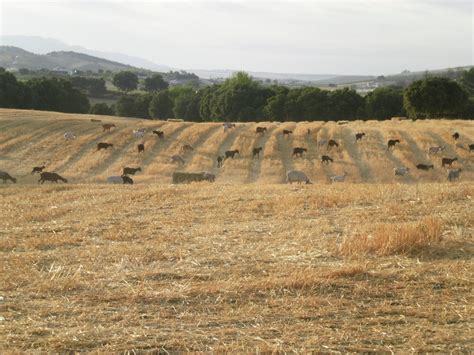 Razas ganaderas que son tendencia en España EFEAgro