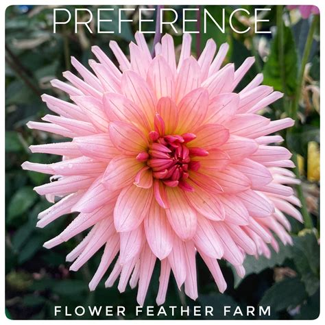 Preference Dahlias At Flower Feather Farm Specialty Chicks And Dahlia