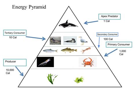how to create an energy pyramid