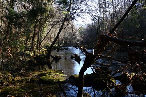 Free Images Landscape Tree Nature Forest Creek Swamp Wilderness