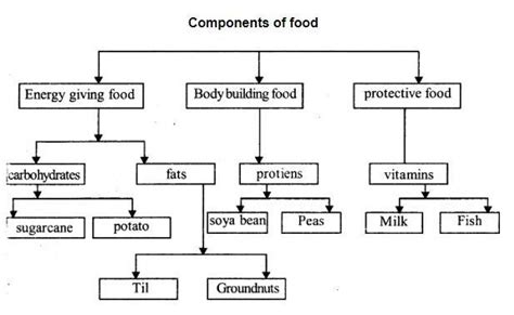 Make A Flow Chart On Components Of Food With Examples