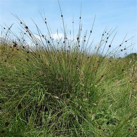 Knäuel Binse Juncus conglomeratus