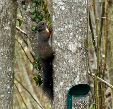 Europäisches Eichhörnchen Sciurus vulgaris Europäisches Flickr