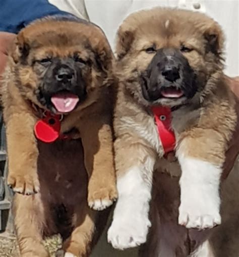 Kurdish kangal puppies