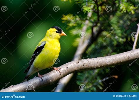 Male American Goldfinch Perched In A Tree Stock Photo Image Of Yellow