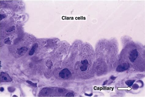 clara cell - 시보드