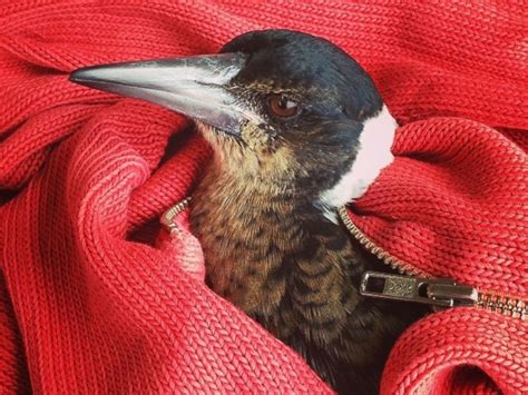 Magpie Makes Its Home With Australian Family Who Rescued the Bird - ABC