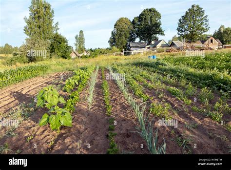 Cultivo De Huerta Jardiner A Con Principios De Permacultura Paisaje