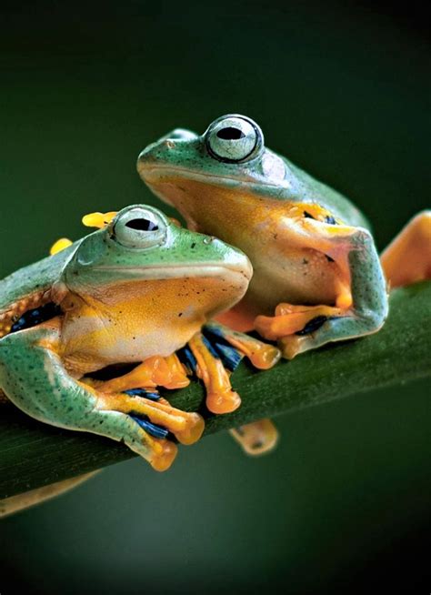 Downaload Frogs, animals, pair, amphibians wallpaper for screen ...