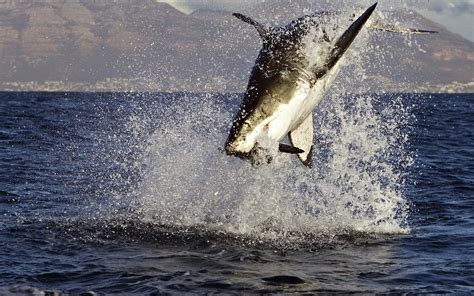 White Shark Attack wallpaper | 1280x800 | #14547