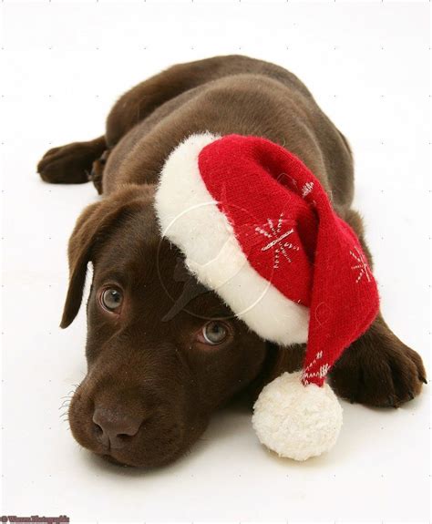 Chocolate Labrador Retriever Merry Christmas Card Puppy Holiday Dogs