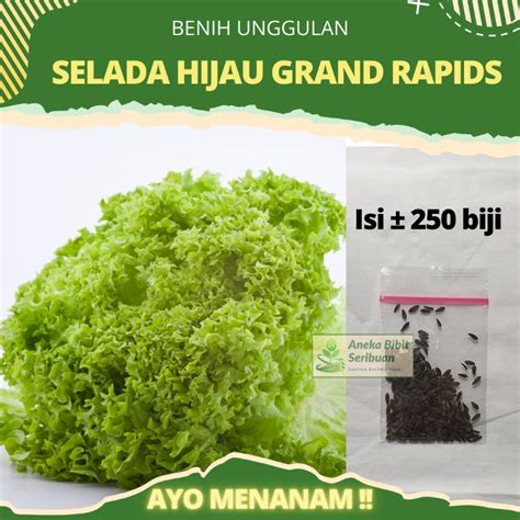 Jual Benih Selada Hijau Grand Rapids Benih Selada Keriting