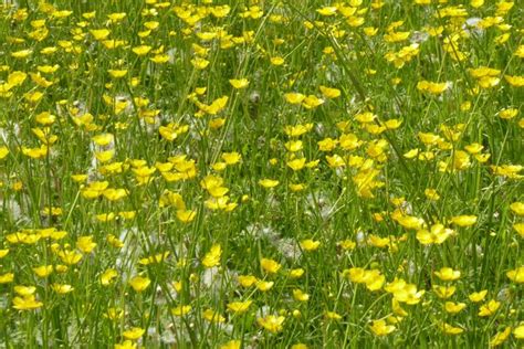 Buttercups Philip Halling Cc By Sa Geograph Britain And Ireland