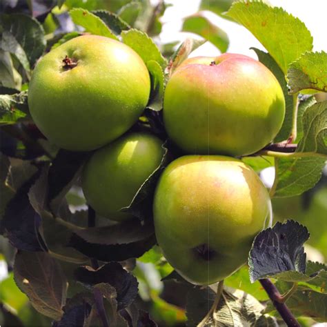 Bramley S Seedling Apple Tree 3 4ft In A 6L Pot Ready To Fruit The