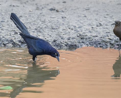 grackle intelligence | The Urban Nature Enthusiast