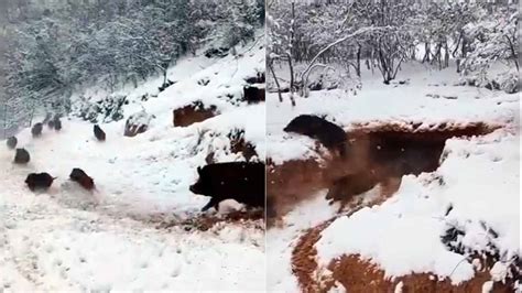 Un Cazador Sorprende A Una Piara De Jabal Es En El Interior De Un T Nel