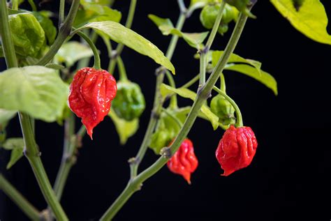 Carolina del Sur desarrolla pimiento más picante del mundo La Noticia