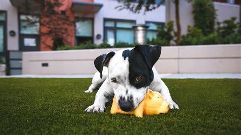 18 Top Dog Chew Toys To Keep a Pup Busy and Happy