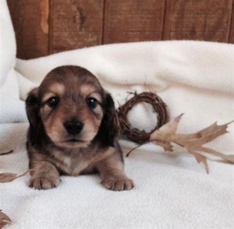 AKC Miniature Dachshund Female Puppy For Sale In Dayton Texas