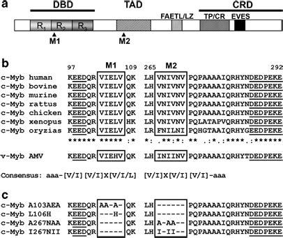 Myb Contains Two Putative Sumo Interacting Motifs A Schematic