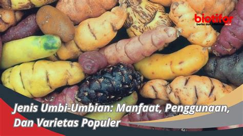 Jenis Umbi Umbian Manfaat Penggunaan Dan Varietas Populer