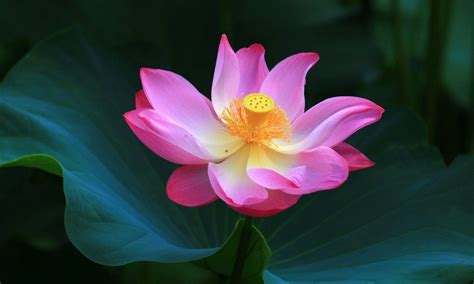 Lotus Flower Meanings And Lotus Symbolism On Whats Your Sign