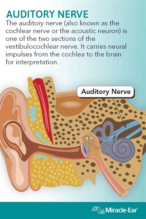 Auditory nerve ear - sekaandmore