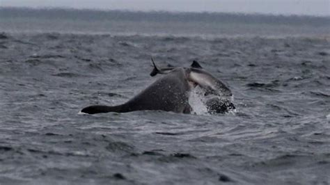 Terrifying Attack Caught On Camera Shows Why Dolphins Arent As Nice As