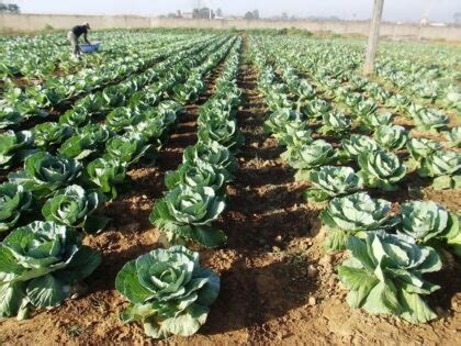 Saber Como Plantar Repolho Pode Render Bons Exemplares Do Vegetal