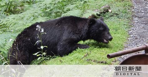 京都でクマ出没相次ぐ 19年ぶりに狩猟解禁、でもハンター足りず 京都府 ：朝日新聞デジタル