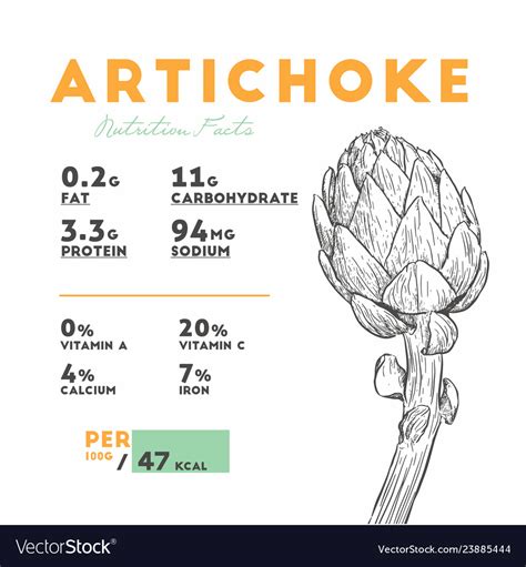 Nutrition Facts Of Artichoke Hand Draw Sketch Vector Image