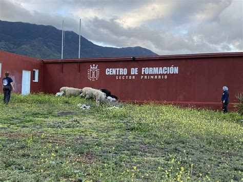 Diario El Hierro El Cabildo De El Hierro Selecciona Personal Para Un