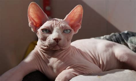 10 Cat Breeds With Big Ears Foreblog