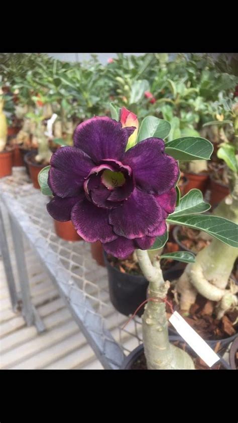 5 Seeds Adenium Obesum Siam Blue Berry Desert Rose Etsy Australia