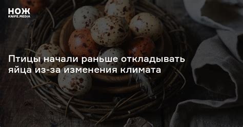 Птицы начали раньше откладывать яйца из-за изменения климата — Нож